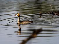 Haubentaucher neben schwimmendem Nest im Weiher